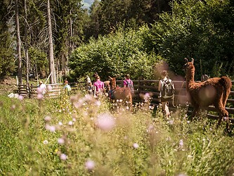 Bambini durante un trekking con lama e alpaca in primavera