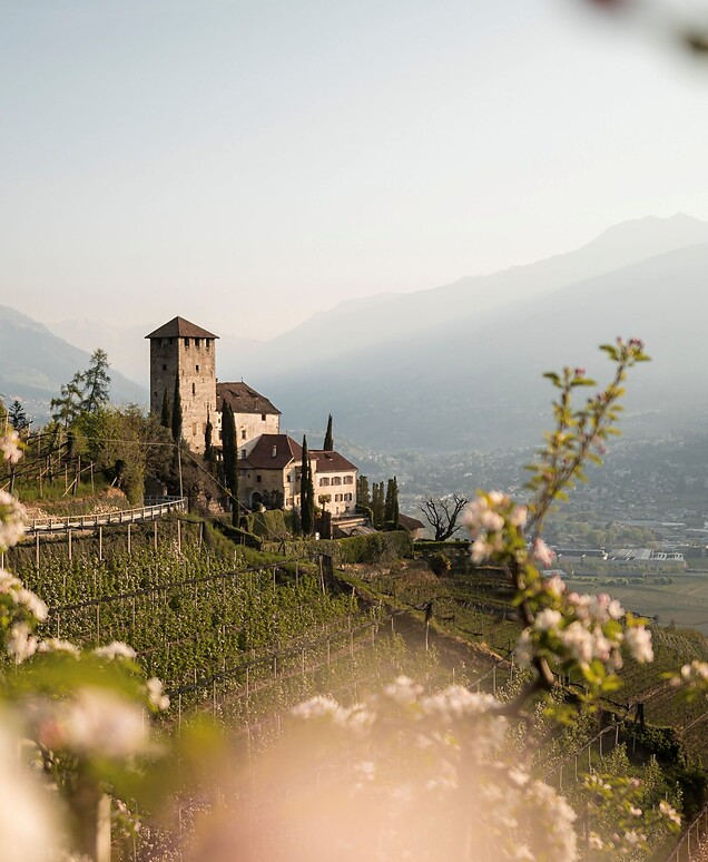 Castello tra i fiori di melo in primavera