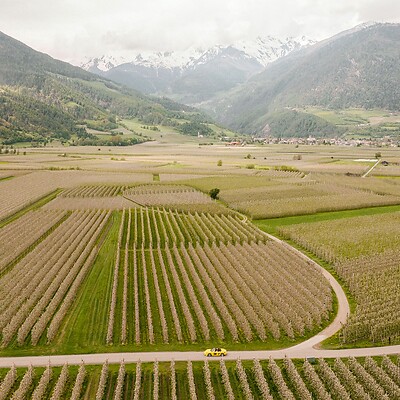 Ripresa con drone di una cabrio gialla tra frutteti di mele e le Alpi