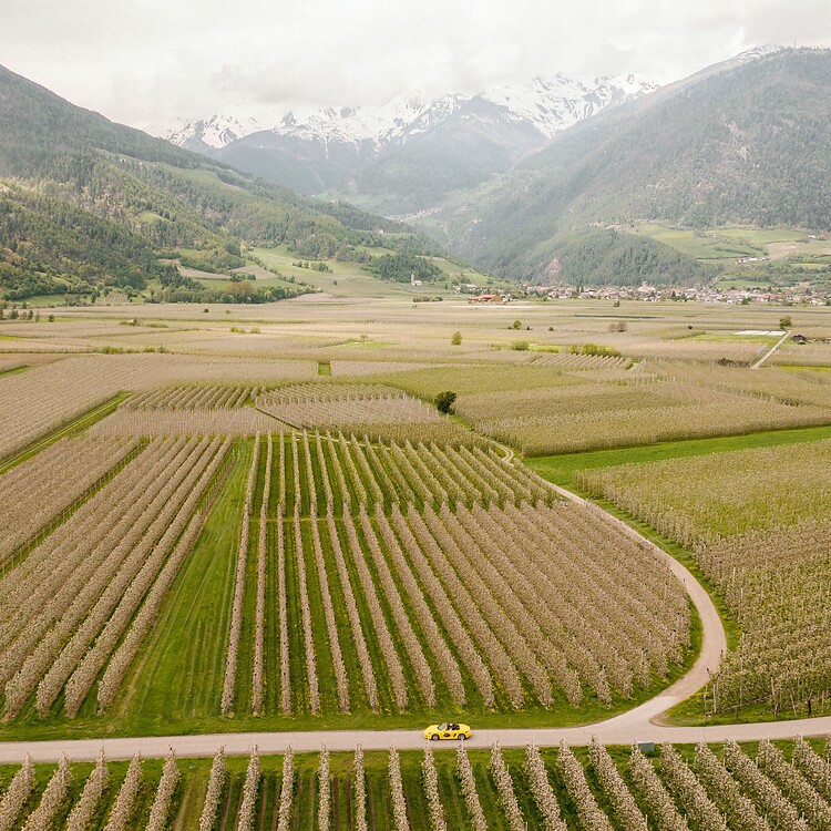 Ripresa con drone di una cabrio gialla tra frutteti di mele e le Alpi