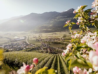 Apple blossoms in spring over valley between mountains