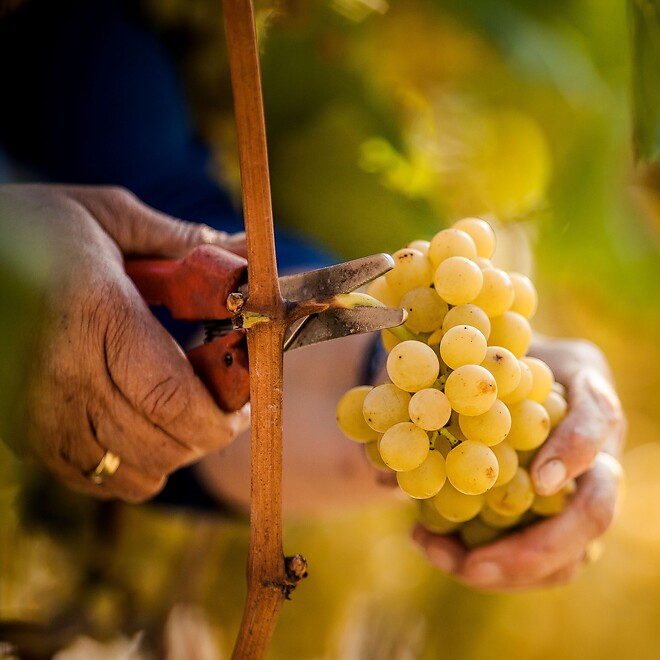 The vintner cuts the grapes from the vine.