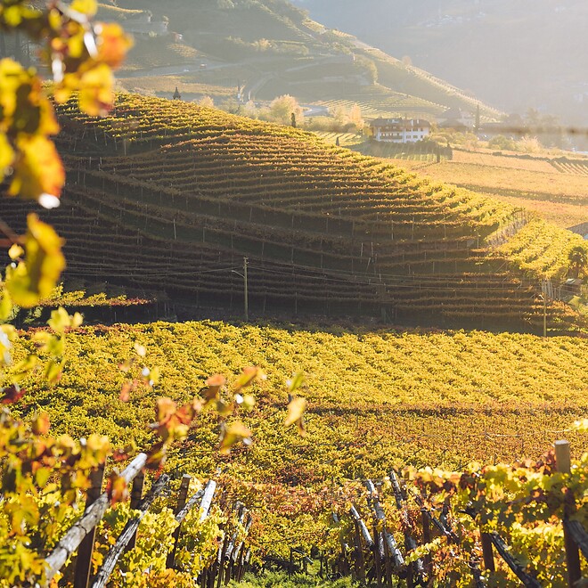 Winery in the autumn light in the wine region of South Tyrol.