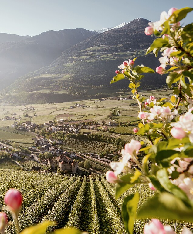 Apple blossoms in spring over valley between mountains