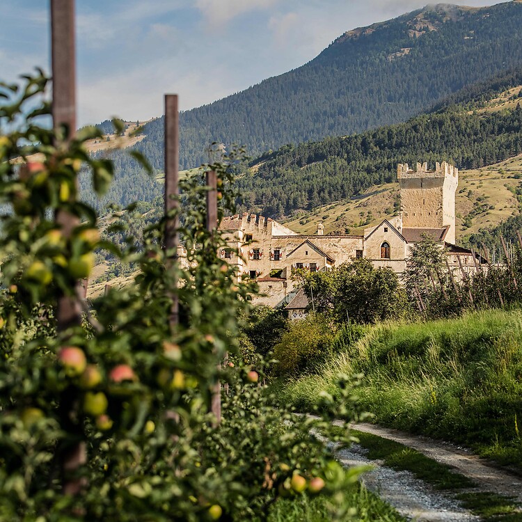 Wandern zwischen Apfelplantagen im Vinschgau