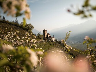 Burg auf Berg zwischen blühenden Apfelwiesen im Frühling