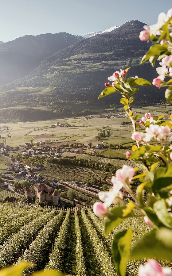 Apple blossoms in Vinschgau with valley view and mountain panorama