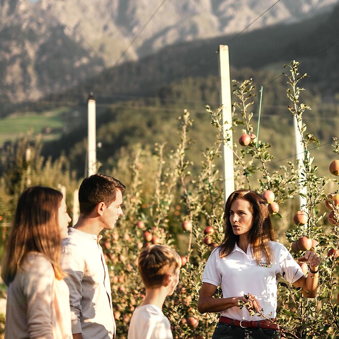 Apfelführung durch die Plantagen in Südtirol