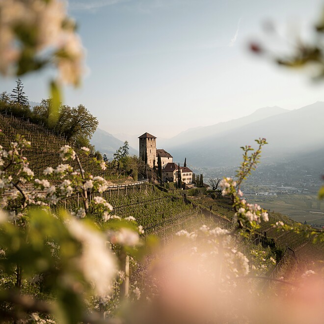 Burg auf Berg zwischen blühenden Apfelwiesen im Frühling