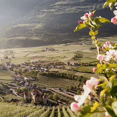 Wandern im Vinschgau während der Apfelblüte