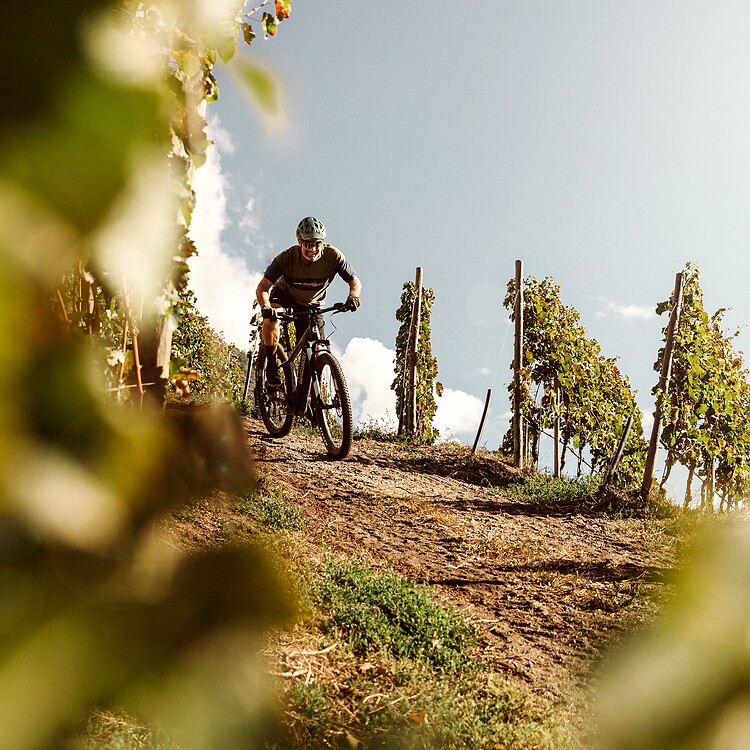 Mann mit dem Mountainbike zwischen Weinreben