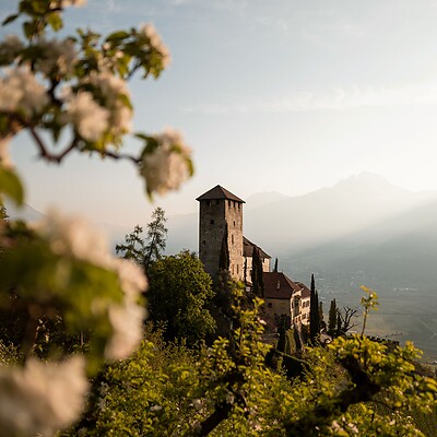 Aussicht vom Marlinger Waalweg auf die blühenden Apfelbäume