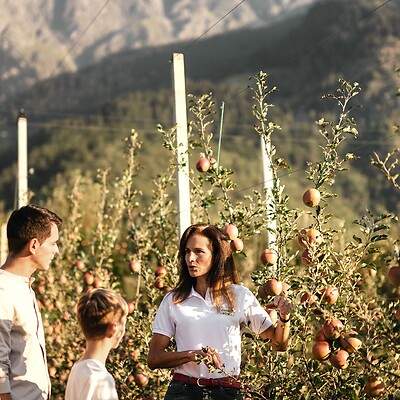 Apfelführung durch die Plantagen in Südtirol