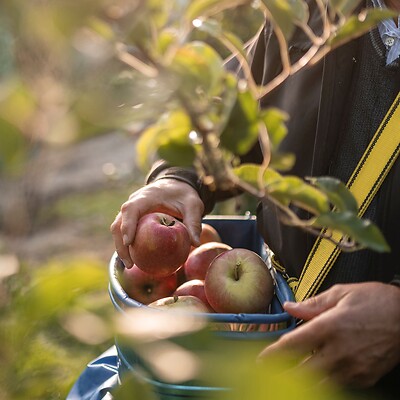 Mann bei der Apfelernte in Südtirol im Herbst