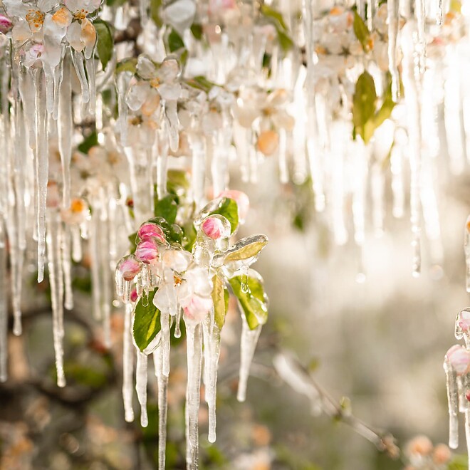 fiori di melo ghiacciati durante l'irrigazione con gelo in Val D'Adige
