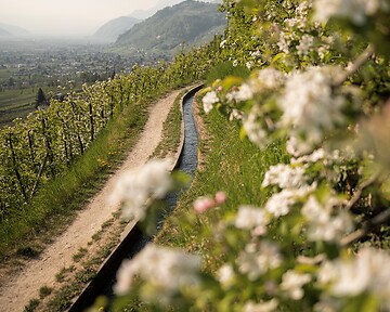 Marlinger Waalweg während der Apfelblüte im Frühling