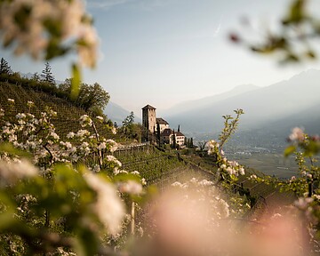 Marlinger Waalweg bei der Apfelblüte im Frühling