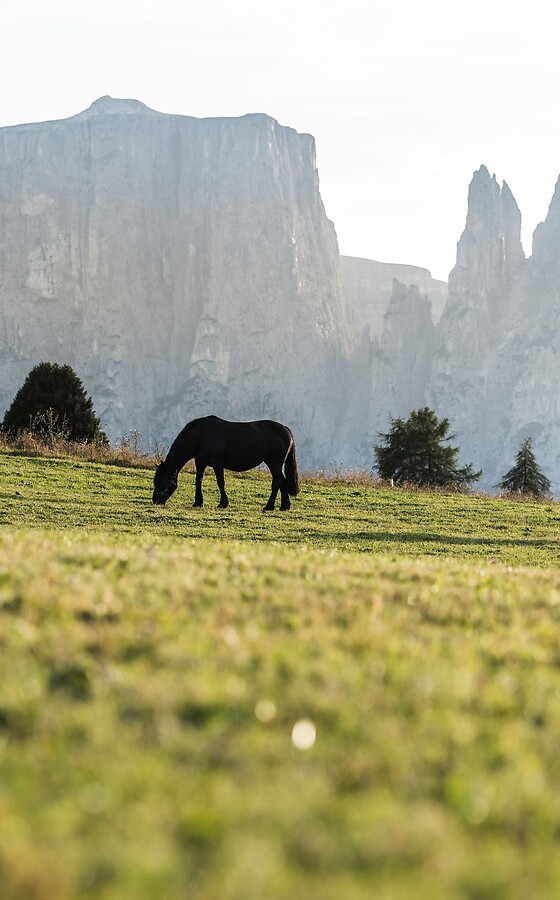 Horses on the alpine meadow with the Dolomites in the background