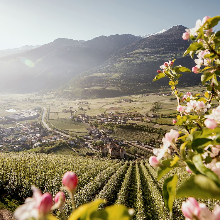 Fioritura dei meli in primavera sopra la valle tra le montagne